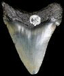 Juvenile Megalodon Tooth - South Carolina #18542-1